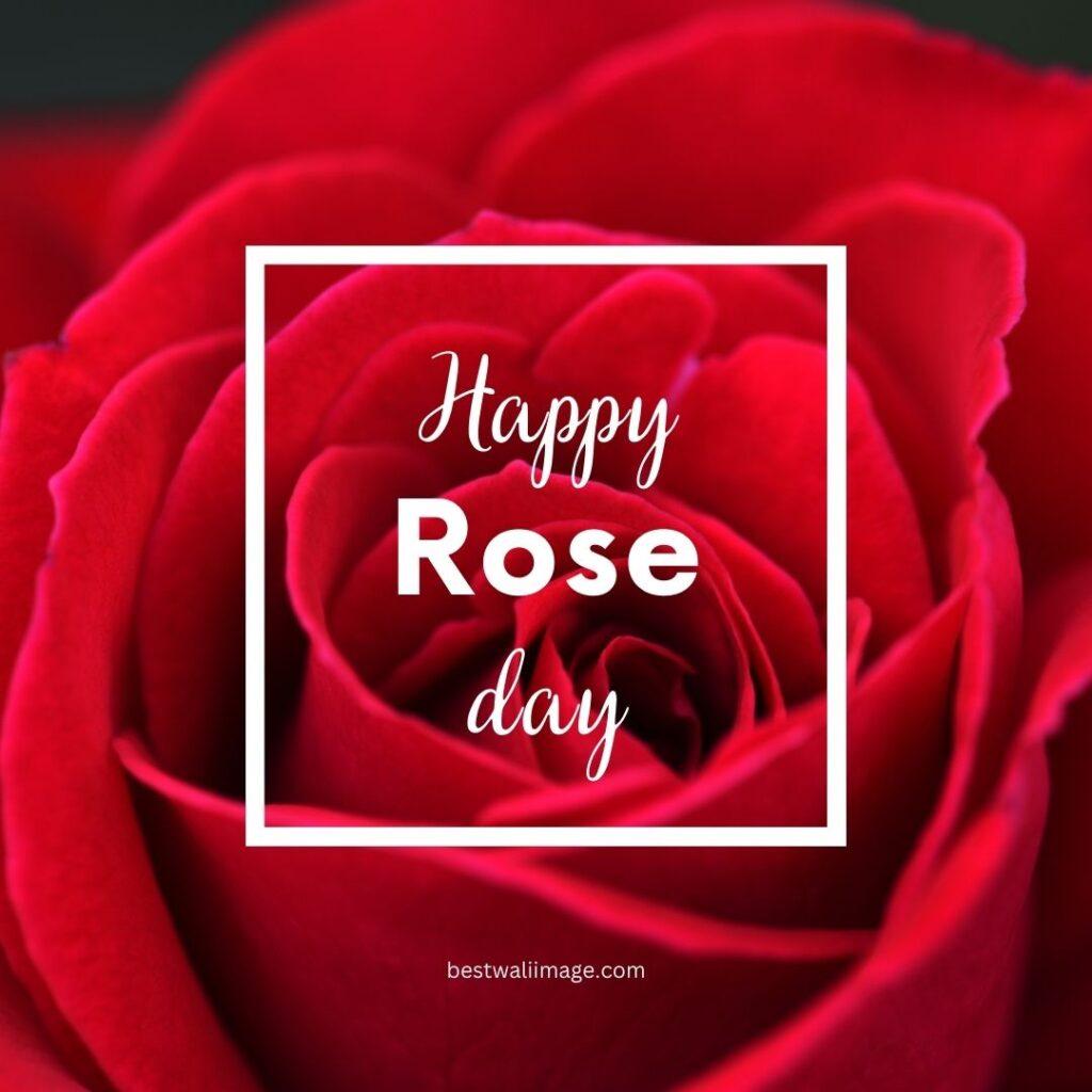 Happy Rose Day with red rose