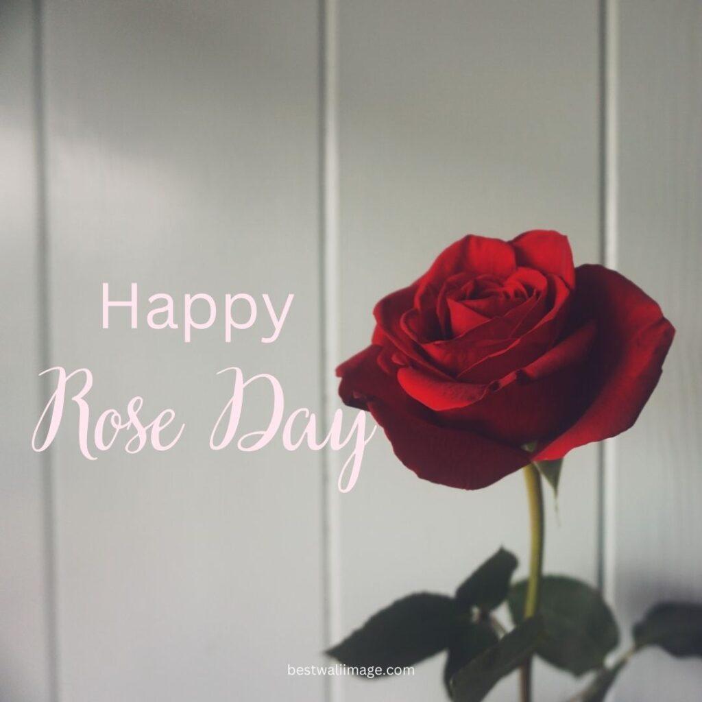 Happy Rose Day with red rose