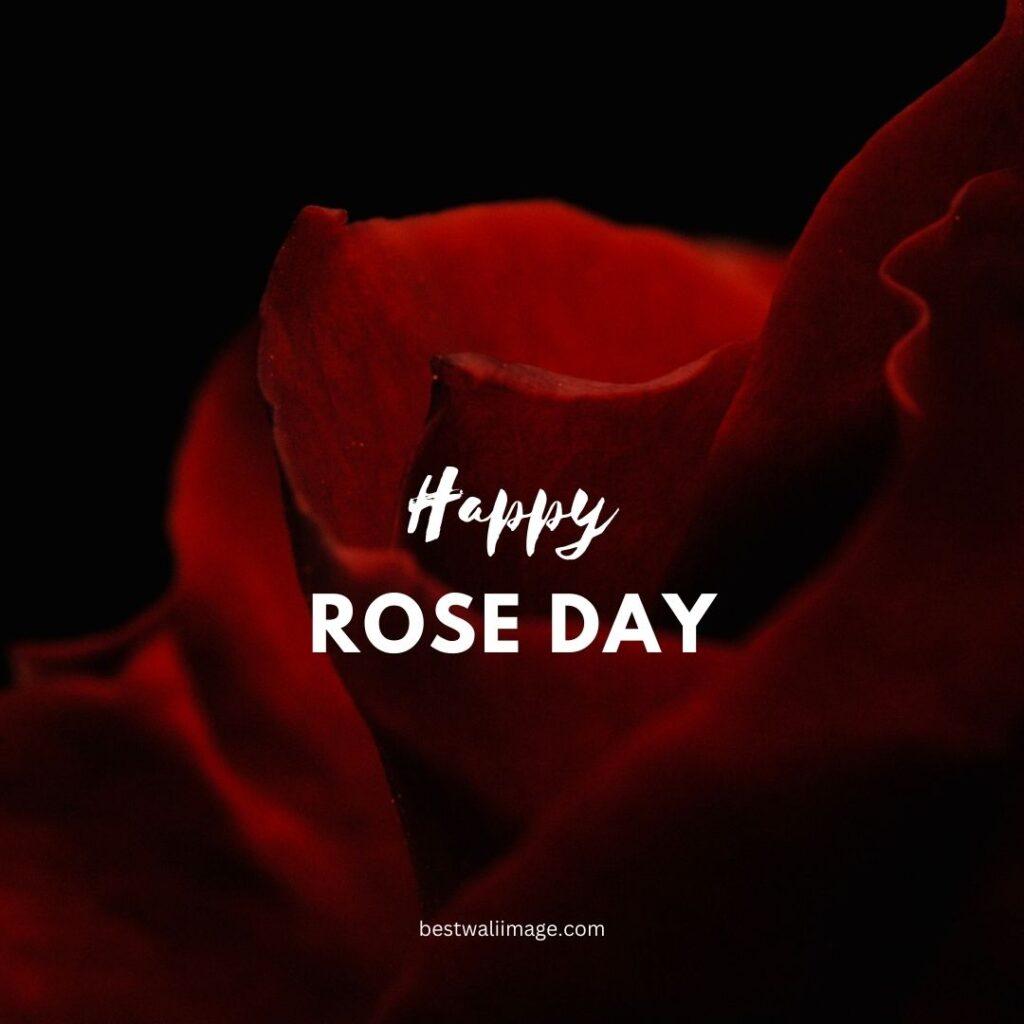 Happy Rose Day image